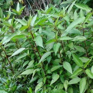 HẠT GIỐNG RAU ĐAY ĐỎ 10GRAM