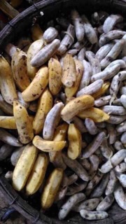 Chuối hột rừng