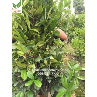 Cây Giống Cherry Nhiệt Đới