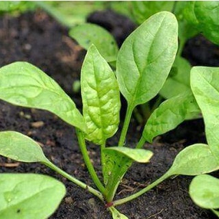 Hạt Giống Rau Chân Vịt ( Cải Bó Xôi , Bina )