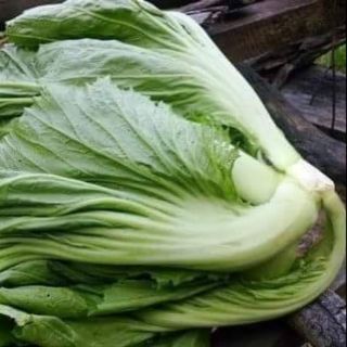 Hạt giống cải dưa-cải bẹ đông dư
