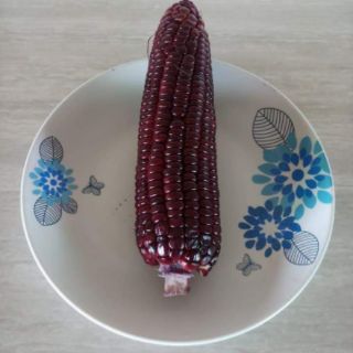 🌽🌽🤗BẮP NỮ HOÀNG ĐỎ🌽🌽😍