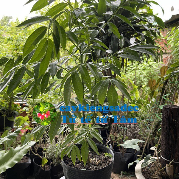 Caykiengsadec - Cây cóc Thái - tặng phân bón-hoa kiểng lá-trang trí nội thất cảnh quan sân vườn ngoài trời