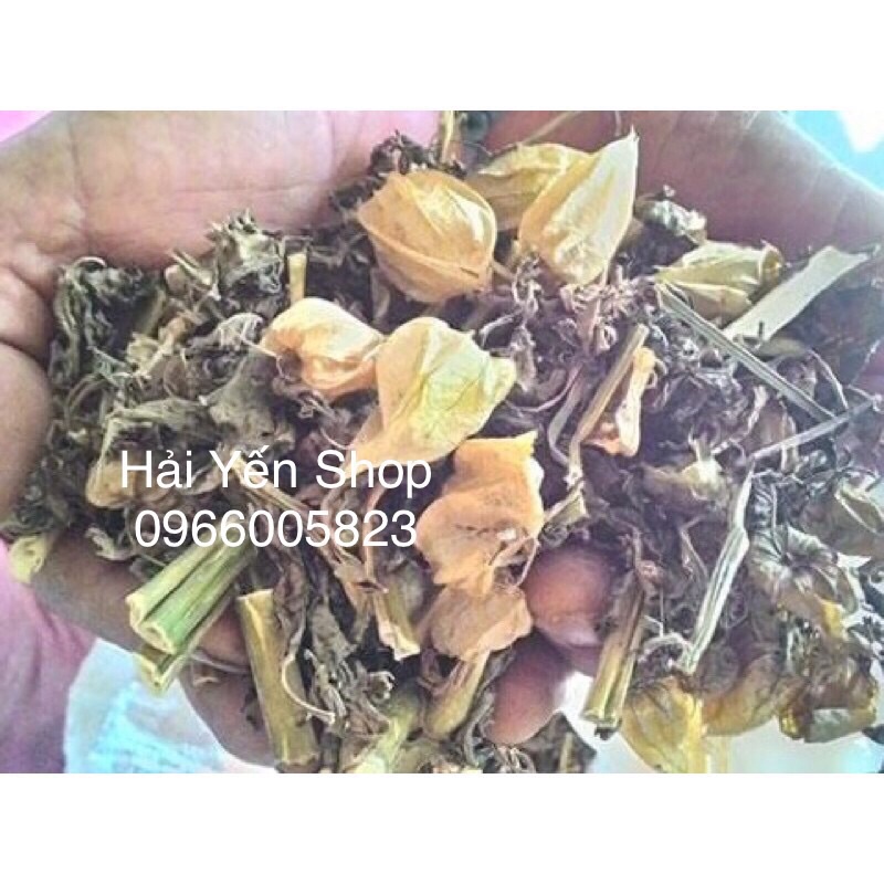 5 Cây giống thù lù Tầm Bóp_1 ký tươi_1 ký khô