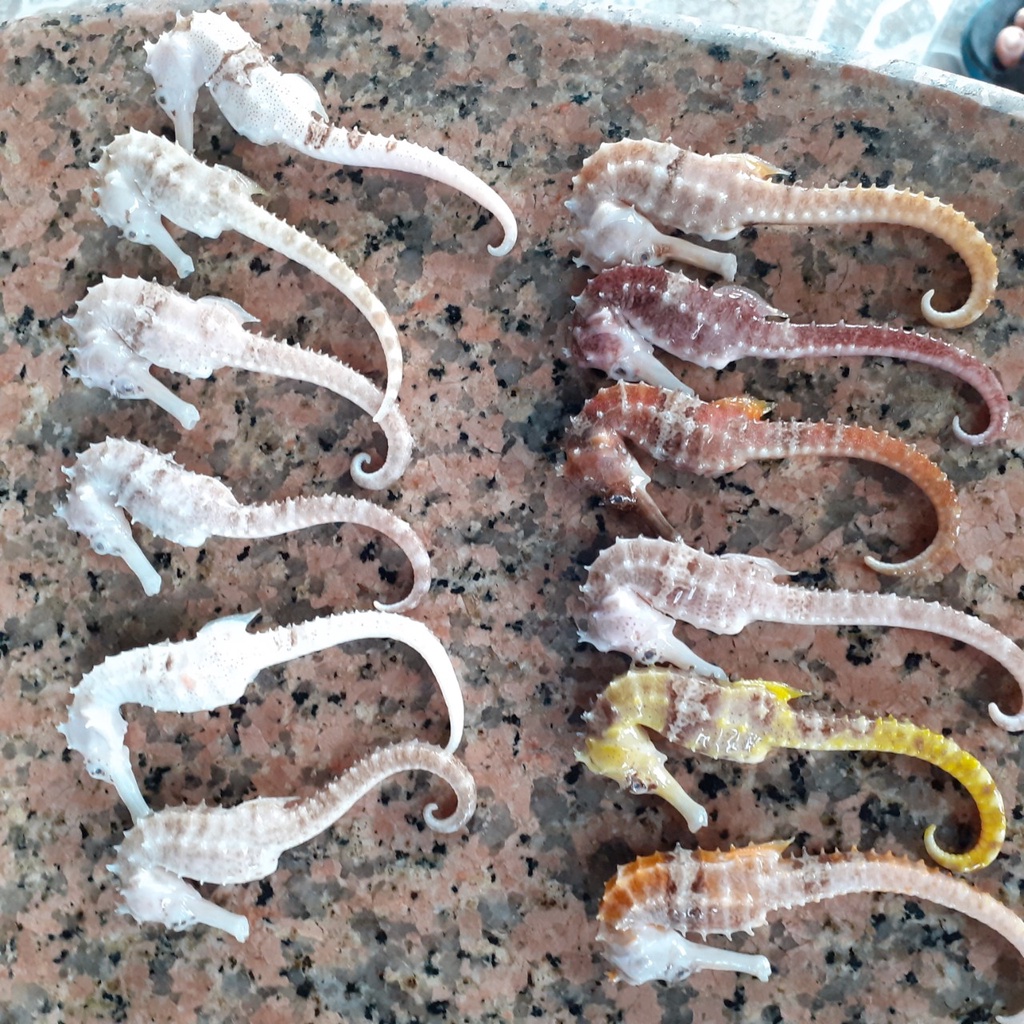 Cá ngựa khô 9cm - 13cm