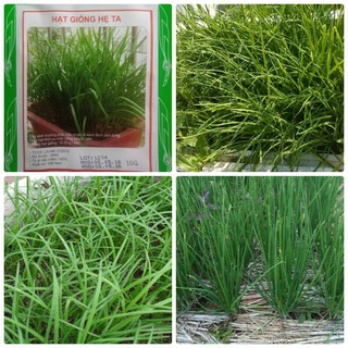 Hạt Giống Hẹ Ta Gia Vị (10gr)