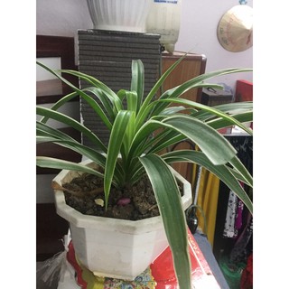 cây Lan chi ( kèm bầu đất)