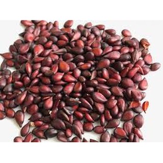 Hạt giống hoa Hoa Mai Đỏ dễ trồng
