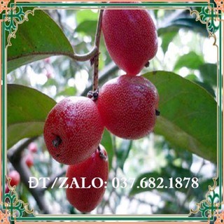 Cây Nhót Ngọt Mỹ F1 + Tặng (0,3kg) phân hữu cơ cao cấp