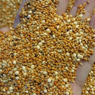 Kê ngũ sắc dành cho chim cảnh gói 1kg