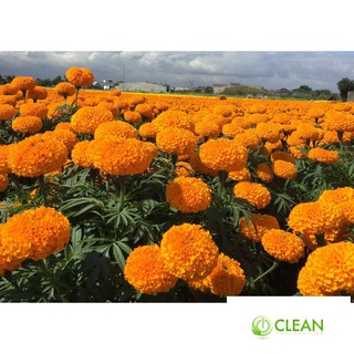 Hạt giống hoa Vạn thọ mỹ mix