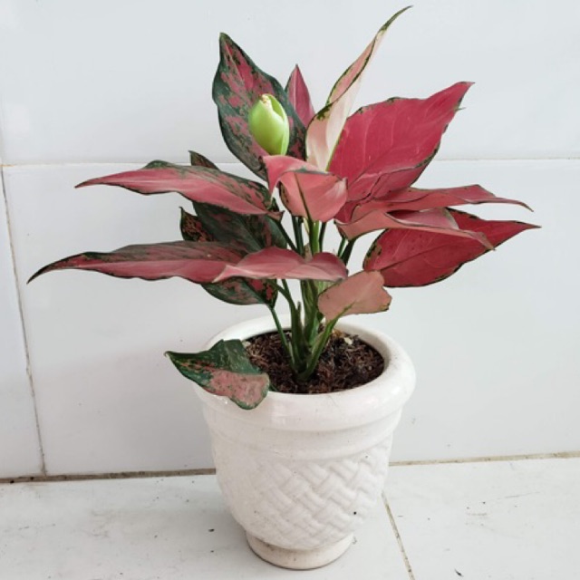 Cây vạn lộc