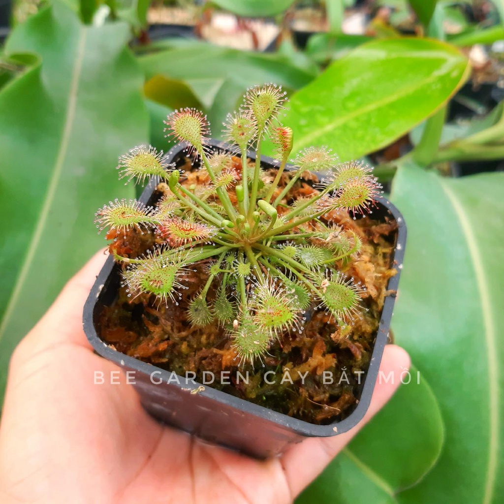 Cây bắt mồi, cây gọng vó Drosera beleziana