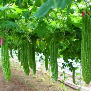 mướp đắng khổng lồ 1gr