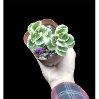 SEN ĐÁ BƯỚM NHỎ VAR (Kalanchoe)