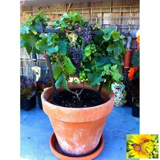 Hạt giống Nho lùn trồng chậu (gói 10 hạt)