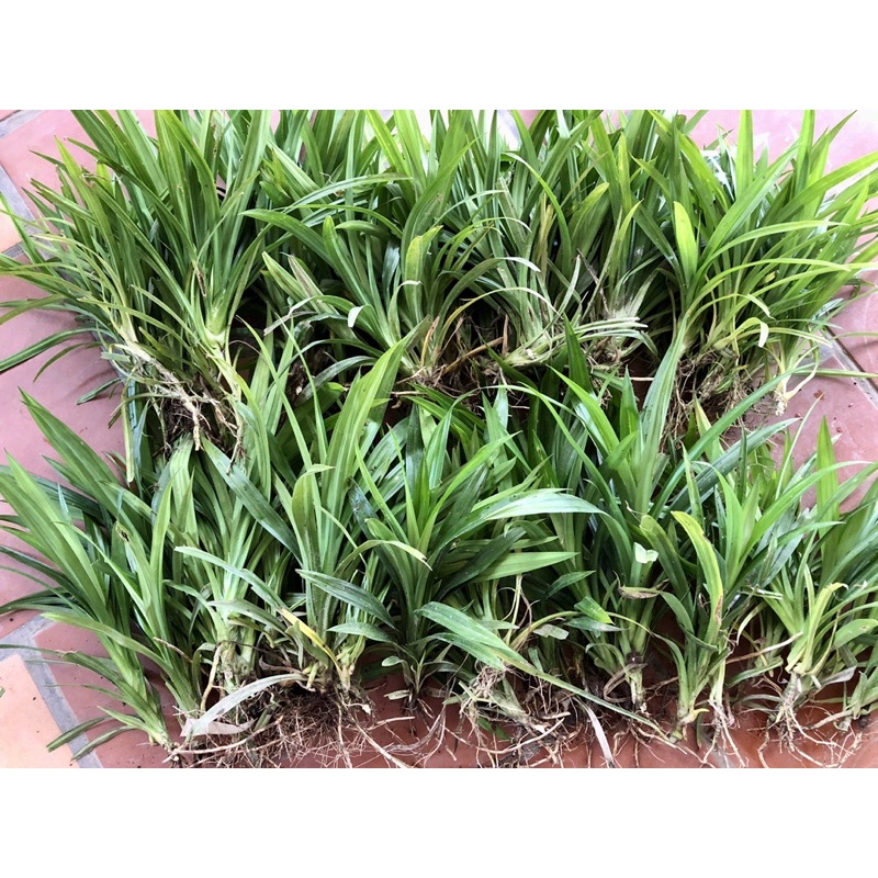 6  Cây lá dứa  link rễ trần cây to khoẻ 20-30cm