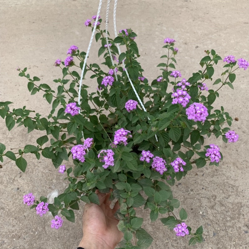 Chậu hoa ngũ sắc tím rủ treo bán kính 25-30cm, chậu hoa treo ban công, sân vườn nở rực rỡ đẹp mắt