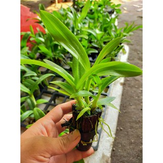 Combo 5 cây Lan nắng cây giống .7-13cm