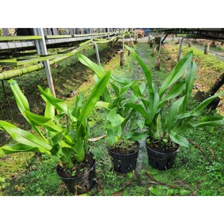 Hoàng hậu bọ cạp.