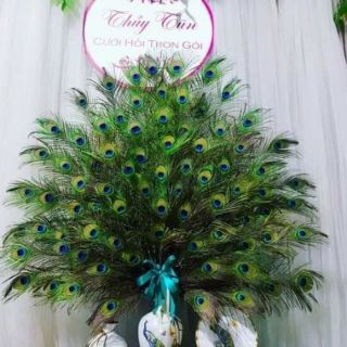 Lông công phong thủy