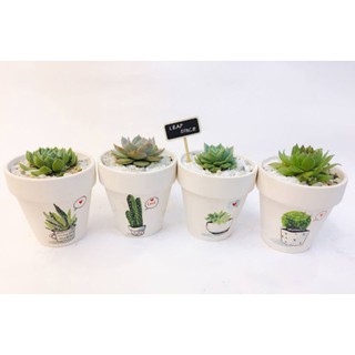 Sen đá mini kèm chậu
