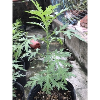 Cây ngãi cứu giống