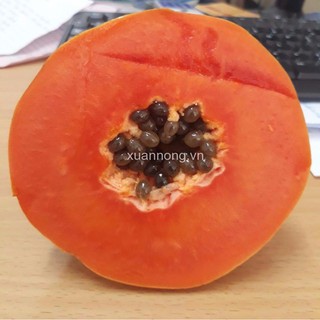 Hạt giống Đu đủ ruột đỏ