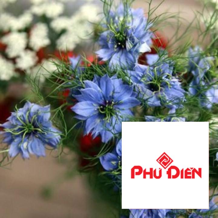 100 hạt giống hoa bảo thạch ba tư ( hoa kim cương ) nhiều màu TRỢ GIÁ