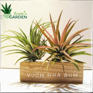Cây không khí Kim Yến mini