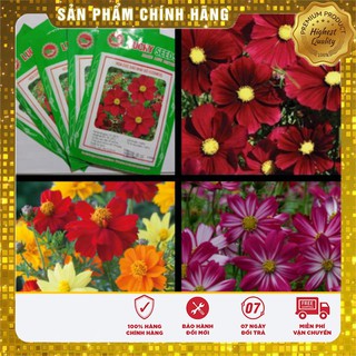Combo 5 Gói Hạt Giống Hoa Cúc Sao Nhai Đỏ Tặng 2 Phân Bón NPK