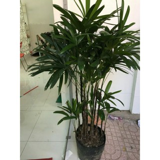 Cây Trúc Mây ( loại lớn )