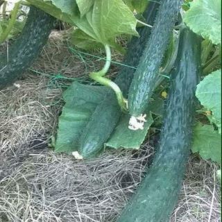 Hạt Giống dưa chuột Nhật đặc ruột (dưa chuột kiếm)