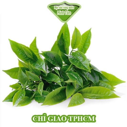 Lá chè xanh tươi uống thanh mát [CHỈ GIAO TPHCM]