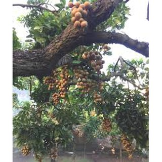 Cây giống Nhãn Lồng [ Cho trái sớm ]
