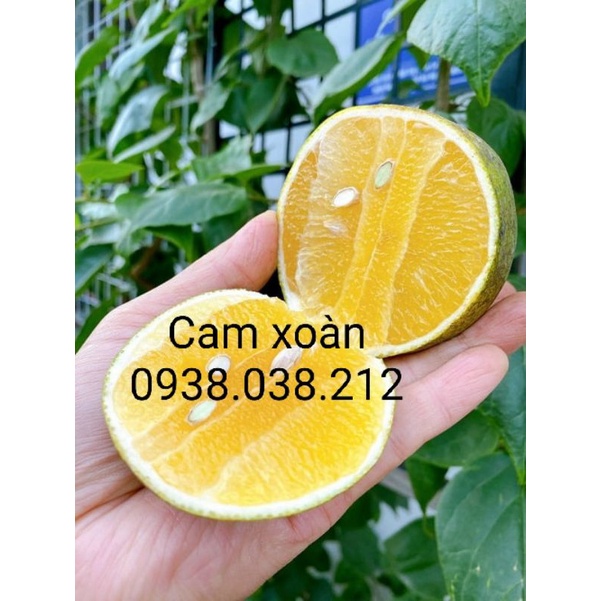 CÂY CAM XOÀN