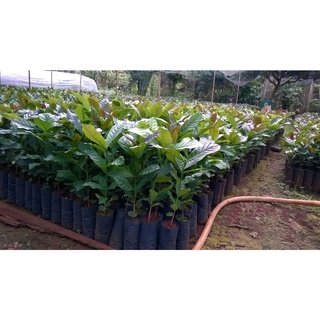 Cây Cà Phê giống Arabica.