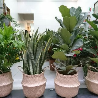 Giỏ cói trồng cây