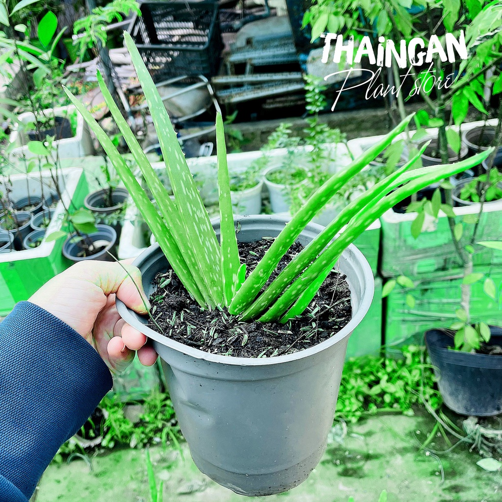 Cây Nha Đam Thái - Vườn Ươm Thái Ngân