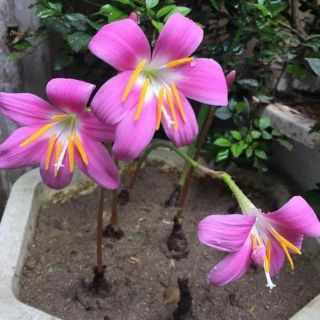 Củ hoa hệ mưa ngoại hồng khủng