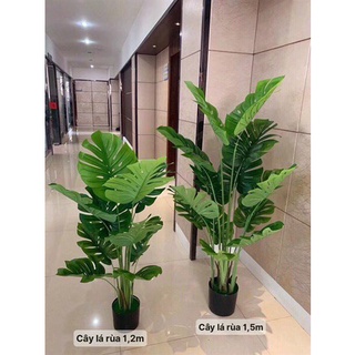 Cây giả , cây lá rùa trầu bà xẻ monstera cao 1,2m và 1,5m