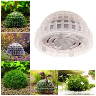 Tảo cầu thuỷ sinh lọc nước bể cá