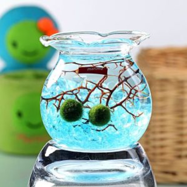 Set Marimo 2 pé