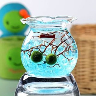 Set Marimo 2 pé