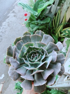 Sen Đá Bắp Cải Tím Size Đại 13cm