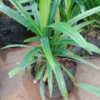 Cây lá dứa nếp