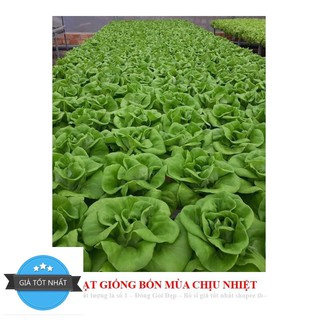 Giống Rau Xà lách mỡ