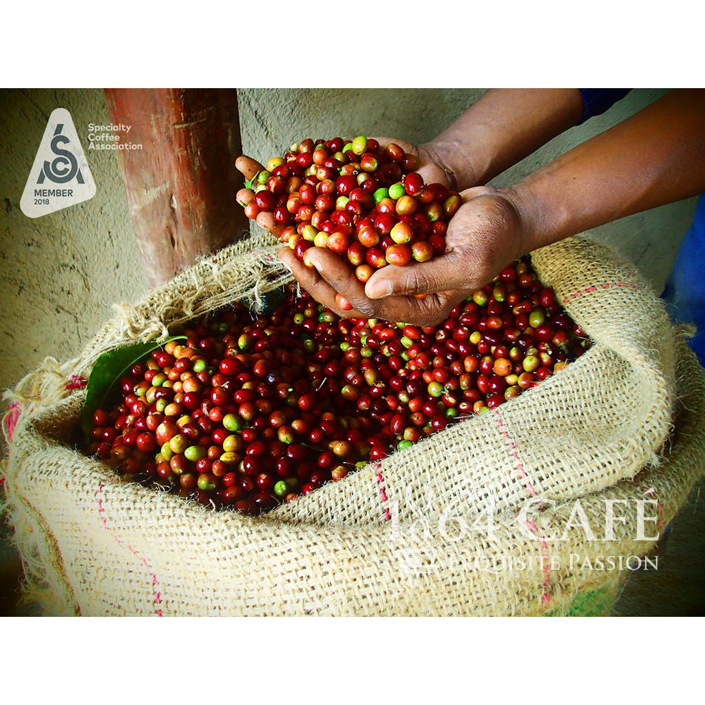 220g Specialty Coffee Nguyên Hạt Ethiopia Yirgacheffe Cà Phê Hảo Hạng Exquisite®