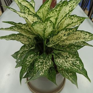 Chậu cây Ngọc Ngân