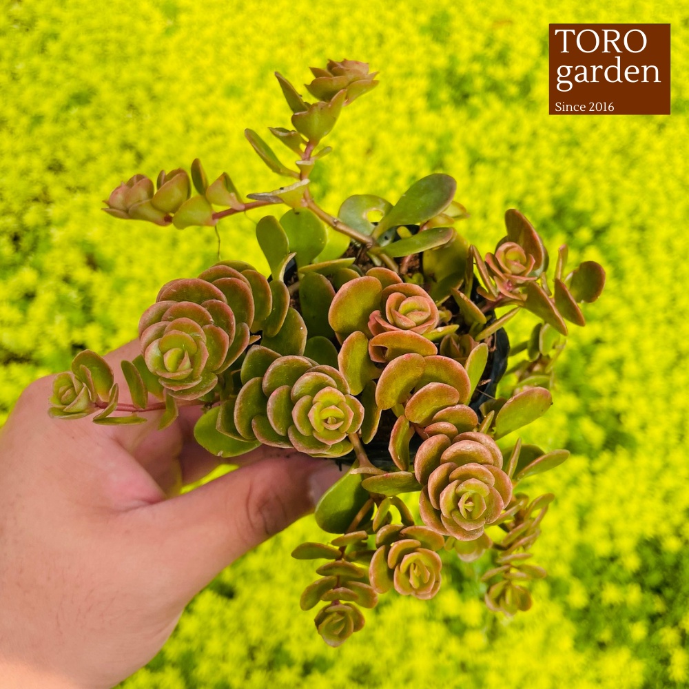 Sen đá sedum vảy cá chép Đà Lạt size bé cây cảnh trang trí nhà cửa Toro garden